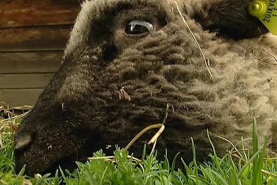 Vilkų puotą stebėjusi panevėžietė baiminasi dėl savo saugumo