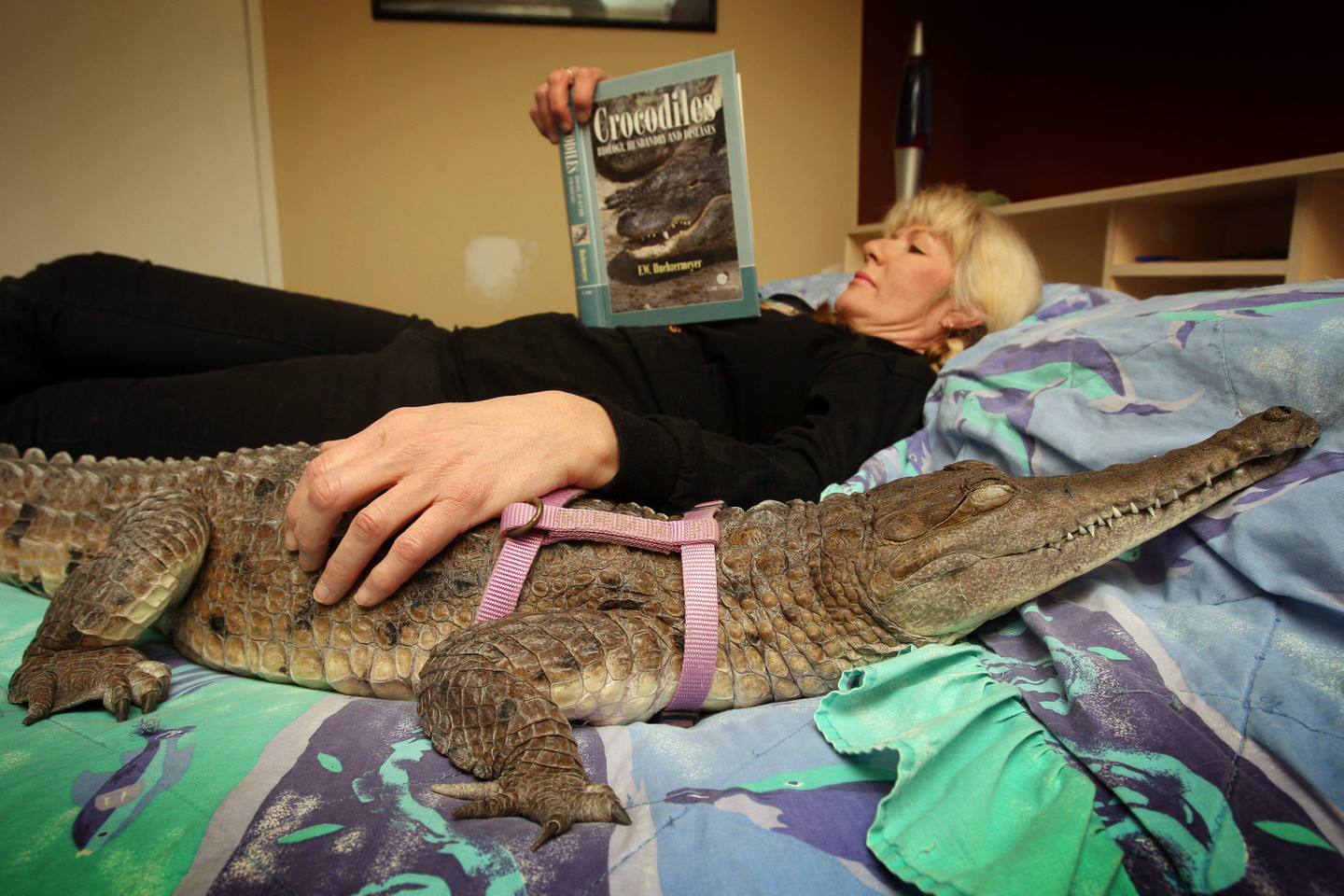 Спи спокойно словно. Необычные домашние животные. Крокодил в квартире. Крокодил домашнее животное. Экзотические домашние животные.
