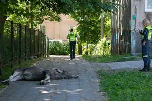 Jaunas briedis išgąsdino Žirmūnų gyventojus