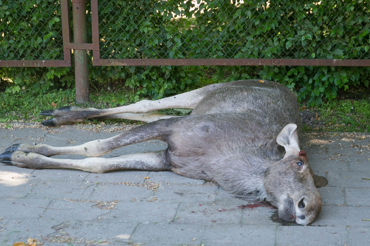 Jaunas briedis neišgyveno. Vilniuje neatsirado gamtos apsaugos specialistų, kurie reaguotų į pranešimą ir būtų galėję išgelbėti gyvūną.<br>T.Bauro nuotr.