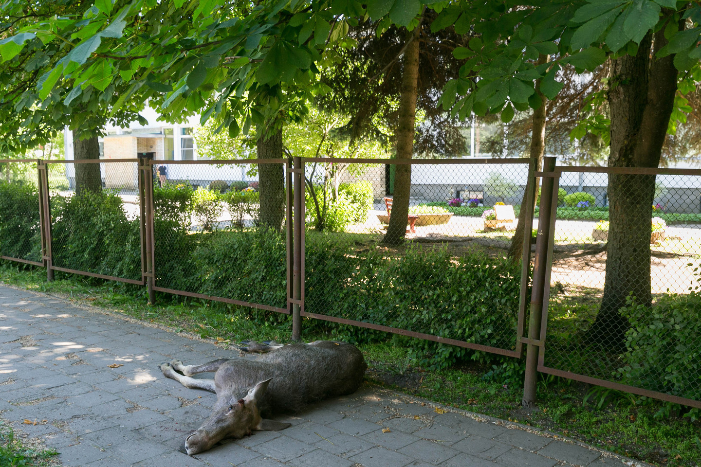 Jaunas briedis neišgyveno. Vilniuje neatsirado gamtos apsaugos specialistų, kurie reaguotų į pranešimą ir būtų galėję išgelbėti gyvūną.<br>T.Bauro nuotr.
