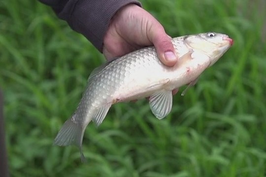 Karosų žūklė mažame upelyje Lietuvoje (II)