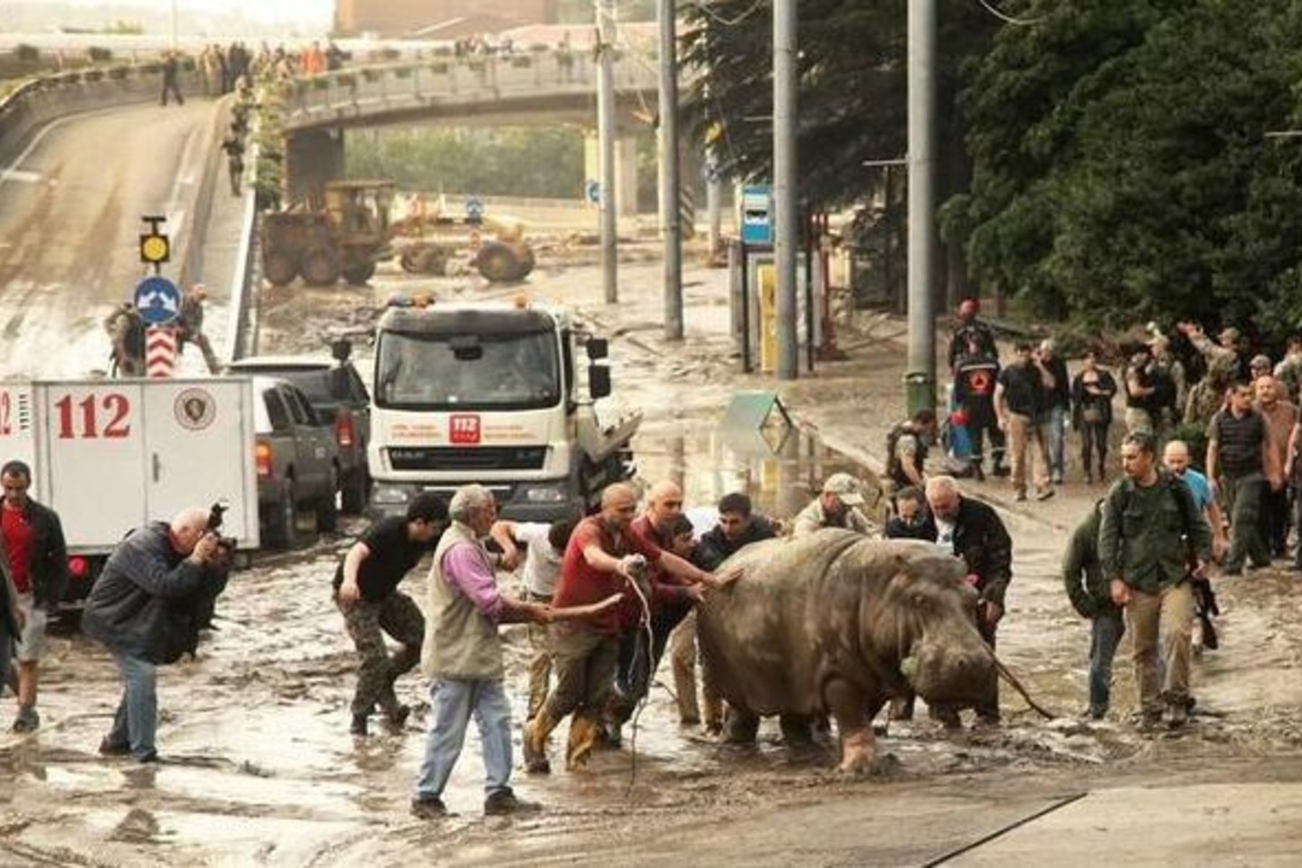 Tbilisio gyventojai patys gaudė iš zoologijos sodo pabėgusį begemotą.<br>„Twitter“ nuotr.
