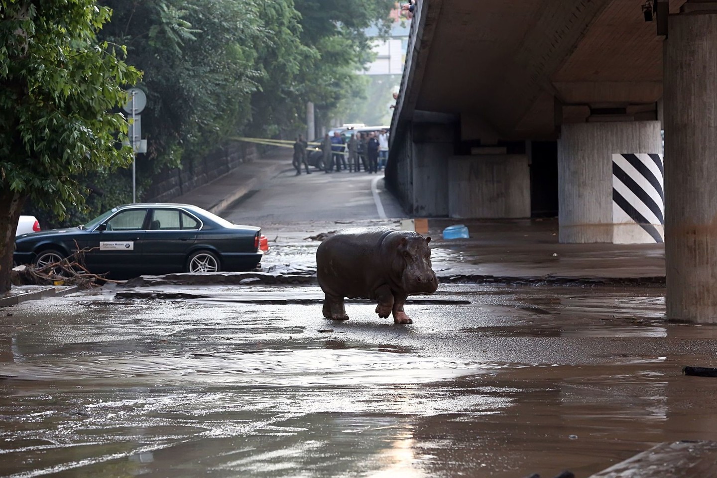 Tbilisio gyventojai patys gaudė iš zoologijos sodo pabėgusį begemotą.<br>AFP/ „Scanpix“ nuotr.