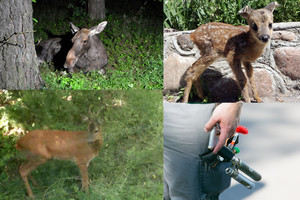 Specialistai perspėja: laukiniai gyvūnai veržiasi į miestą