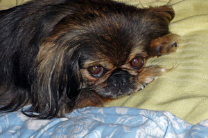 Veterinarai mūsų šunelį pasmerkė baisioms kančioms