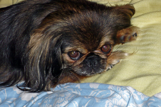 Veterinarai mūsų šunelį pasmerkė baisioms kančioms