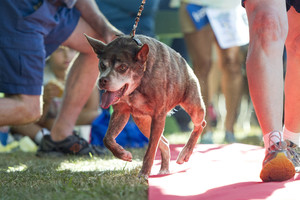 Išrinktas bjauriausias šuo pasaulyje