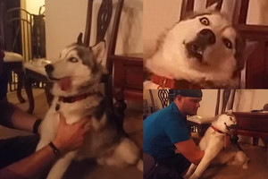 Marihuanos slapta prisiėdęs šuo pašiurpino šeimininką