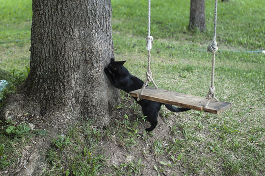 Tris dienas medyje kiurksojusią katę iškėlė ugniagesiai