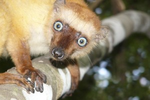 To nebuvo nuo dinozaurų laikų