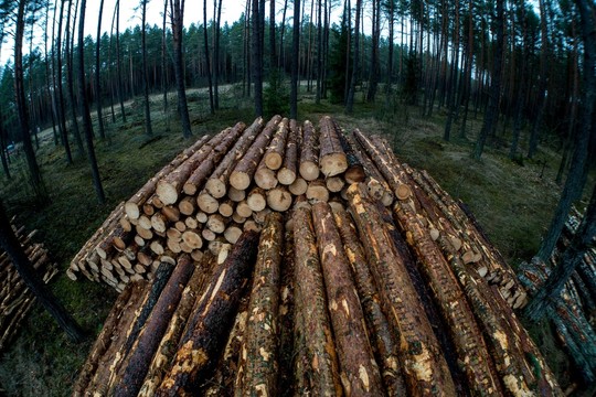 Mišką valdantys gyventojai privalo sumokėti mokestį