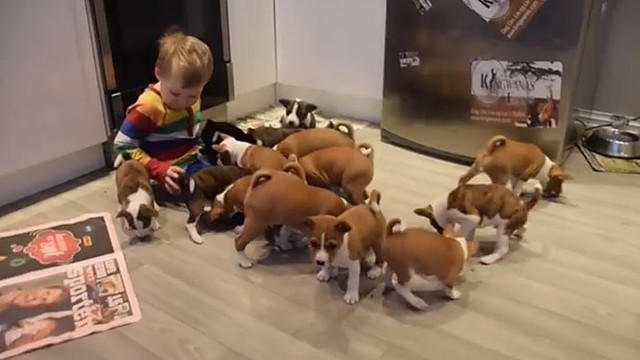 Ar įsivaizduojate, kaip atrodo gyvenimas su 16 šuniukų?