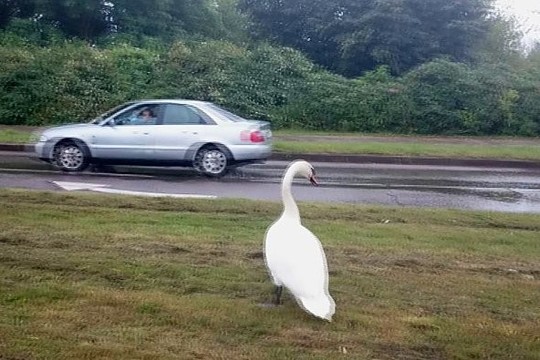 Nufilmuota: Klaipėdoje gulbino vos nepartrenkė automobilis