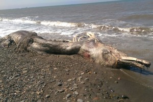 Rusijos pakrantėje rasti neatpažintos jūrų pabaisos palaikai
