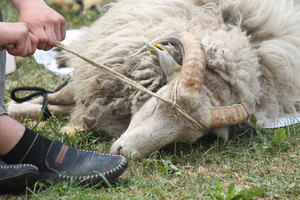 Pakruojo dvare atgijo vilnos manufaktūra