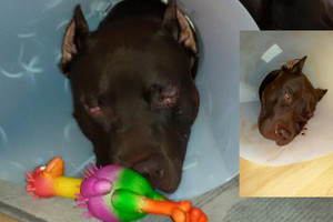 Žiauriai suluošintam šuniui – viltis pasveikti, niekšui – bausmė