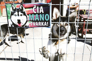 Išradingi šunų šeimininkai praeivius baido originaliai