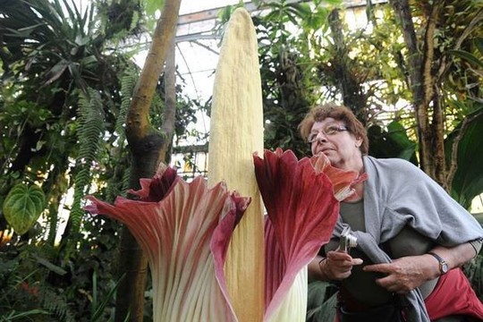 Žydinčios lavongėlės skleidžiamas dvokas vilioja smalsuolius