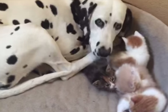 Vaizdelis šuns guolyje nustebino šeimininkę