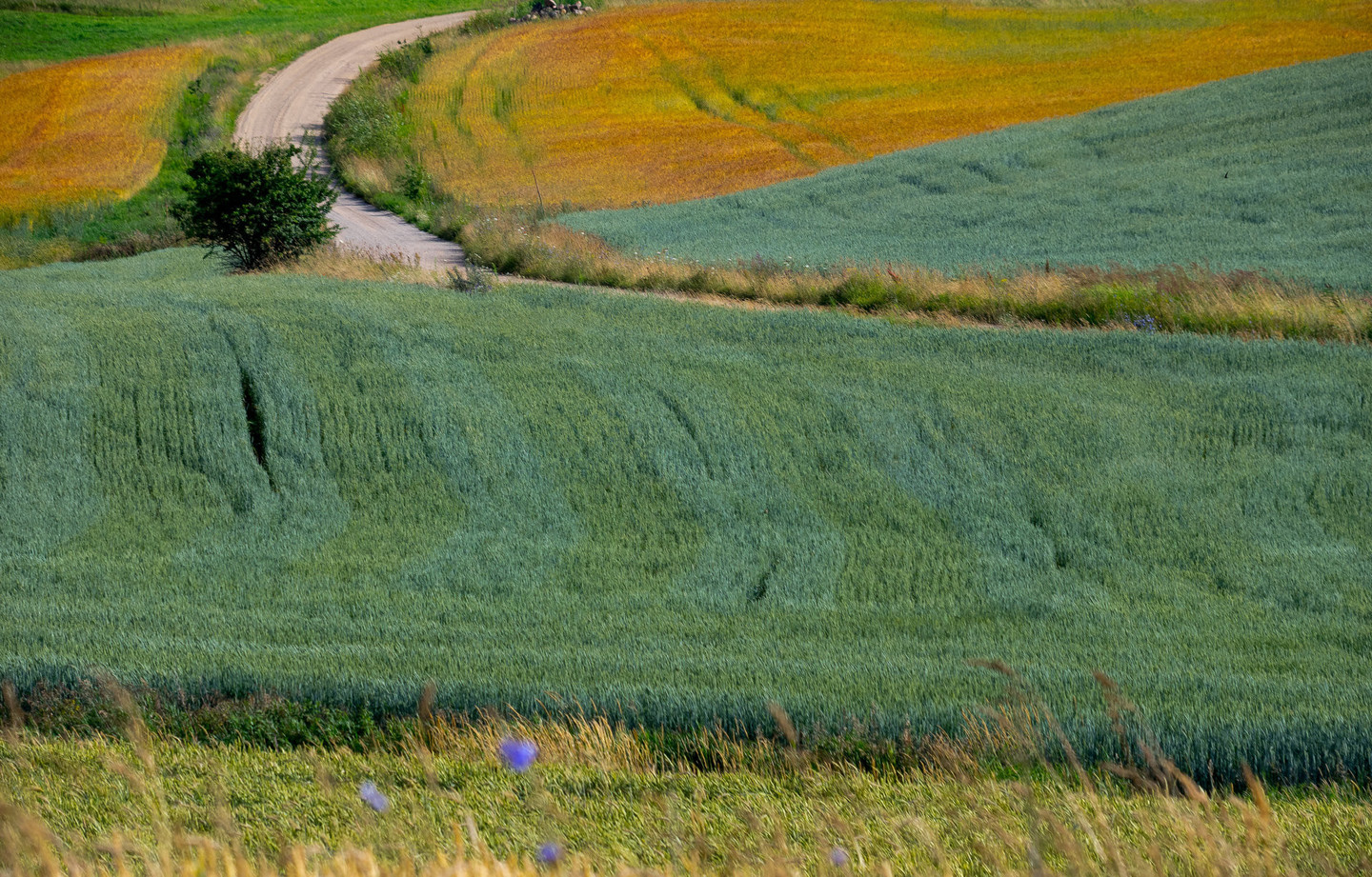 Lietuviški vasaros vaizdai.<br>V.Ščiavinsko nuotr.