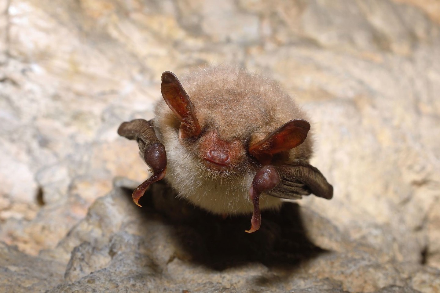Didysis pelėausis – nauja šikšnosparnių rūšis Lietuvoje.<br>123rf nuotr.