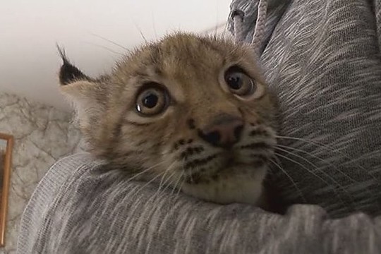Klaipėdiečių namuose augantys lūšiukai prikrėtė aibes išdaigų