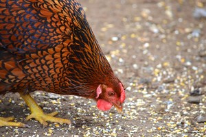 Košmaras: kaip atrodytų pasaulis be vištų?