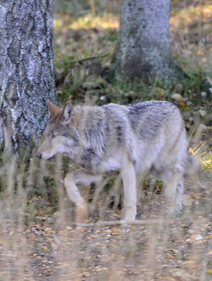 Pernai nustatytas limitas – 5 vilkai visai apskričiai. Šiemet bus leidžiama medžioti nuo spalio 15 dienos, skaičius – dar nežinomas.<br>P.Lileikio nuotr.
