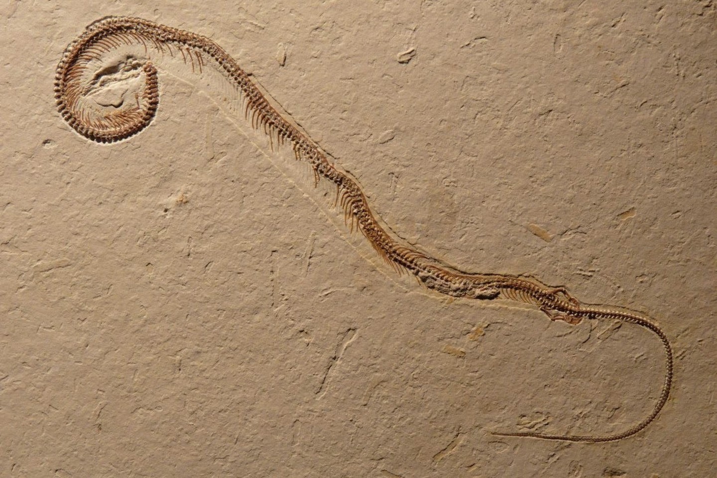 Rasta fosilija pavadinta Tetrapodophis amplectus. Jos ilgis – 19,5 cm.