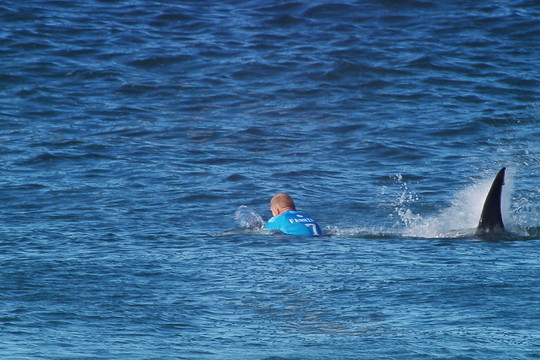 Su rykliu kovojęs sportininkas vėl jūroje, bet mirtys nesibaigia