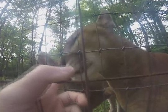 Vyras peršoko zoologijos sodo tvorą, kad paglostytų pumas