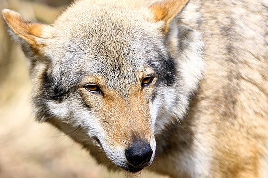 Šiaulių rajone siautėja vilkai: manoma, kad išpuolių bus daugiau