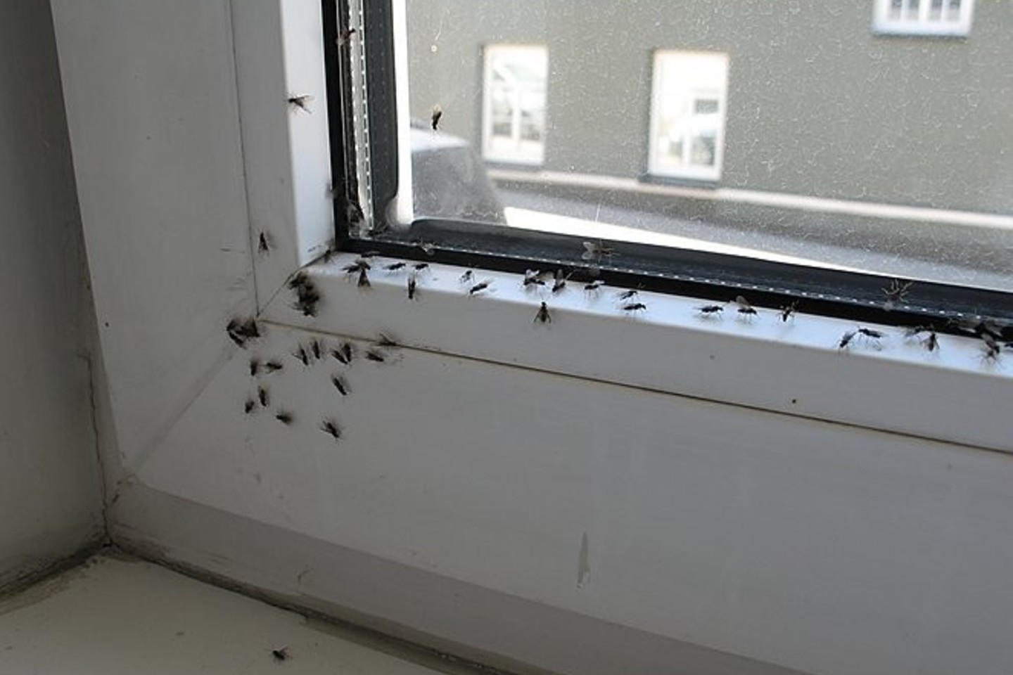 Skraidančioms skruzdėlėms dabar – pats poravimosi įkarštis.<br>Stopkadras