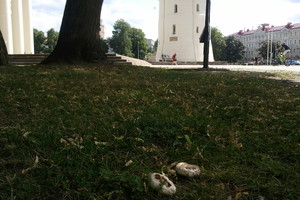 Kaunietis apstulbo: prie Vilniaus katedros auga grybai