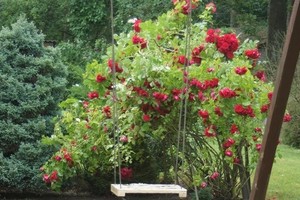 84 metų alytiškės išpuoselėti rožynai nepalieka abejingų