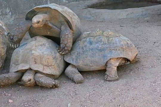 Leipk iš juoko: pavydus vėžlys sutrukdė porelei poruotis