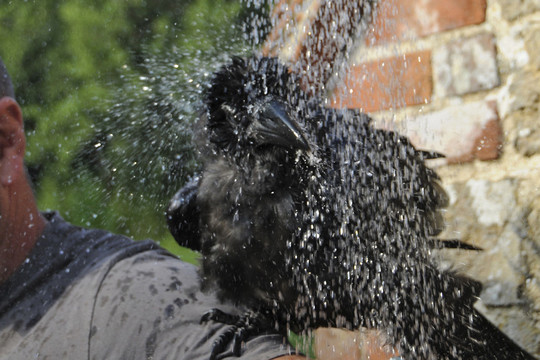Nuotaikingi kadrai: nuo karščio kranklį vyras gelbėjo šaltu dušu