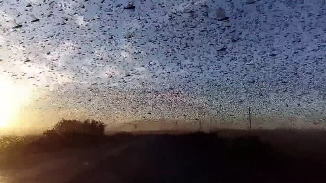 Skėriai užpuolė Rusiją: milijonai vabzdžių naikina pasėlius