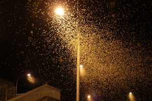 Vilnių užplūdo milžiniškas vabzdžių debesis