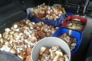 Per dvi valandas – šimtai baravykų ir prabangus radinys