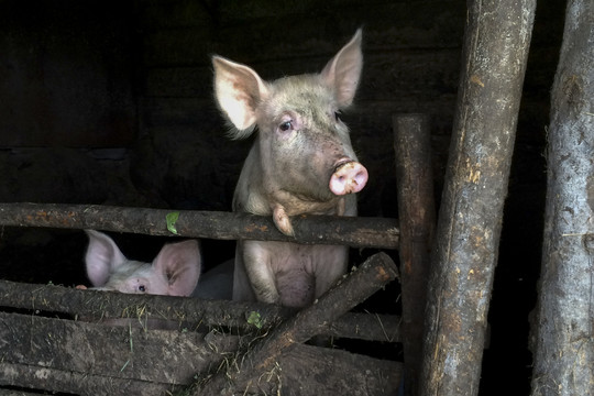 Europos Komisija Lietuvoje praplėtė afrikinio kiaulių maro zoną