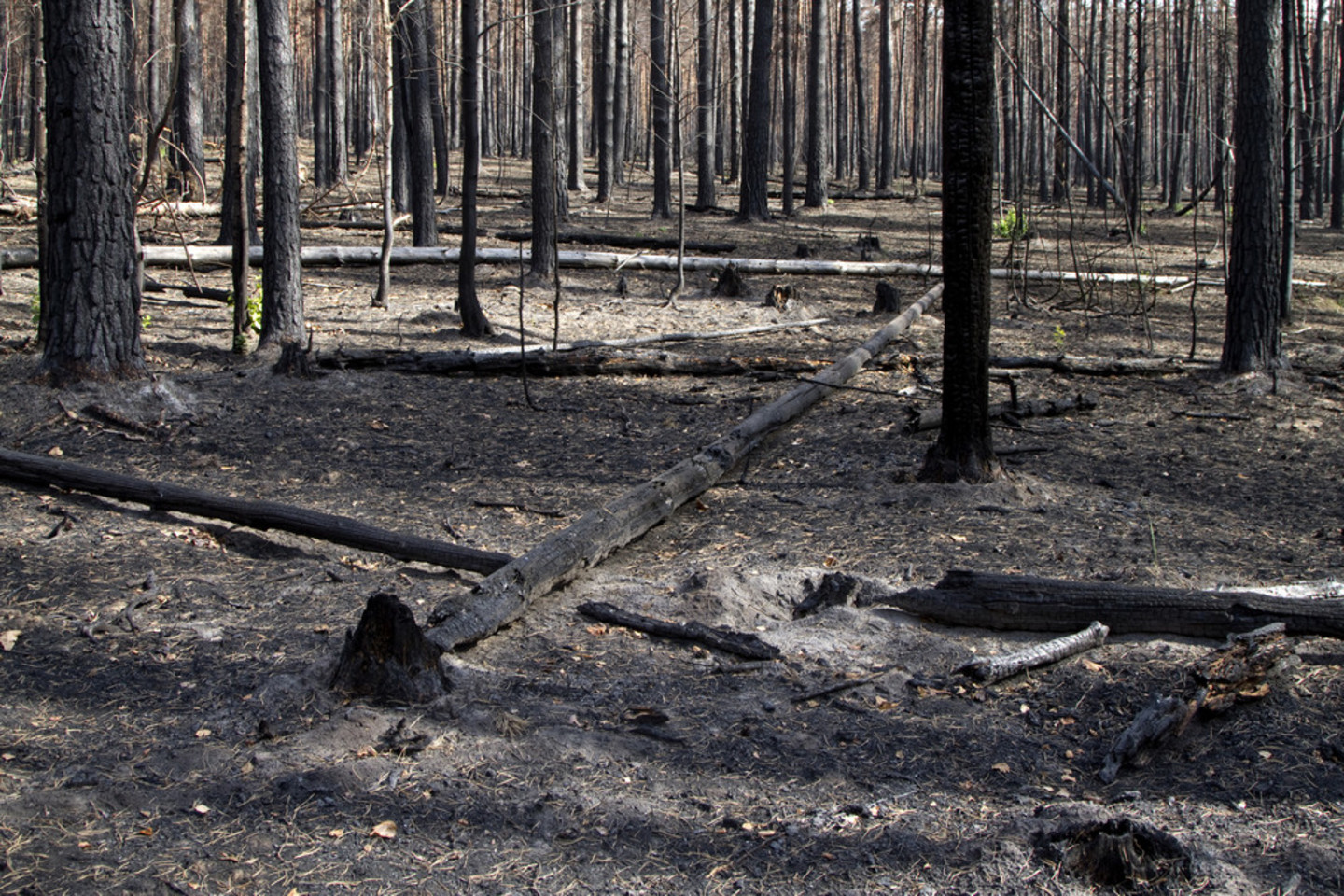 Pažeistiems miškams atkurti ir prevencinėms priemonėms nuo gaisrų juose įrengti teikiama Europos Sąjungos (ES) parama.<br>„Shutterstock“ nuotr.