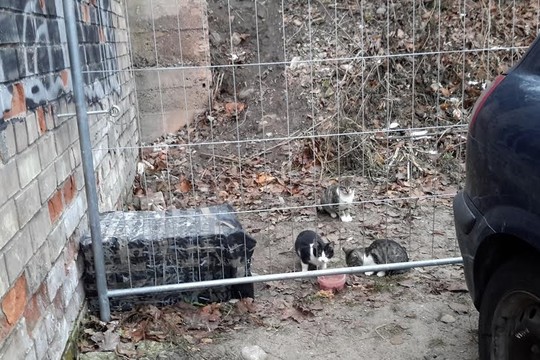 Pagalbos šauksmas: jiems gresia liūdnas galas