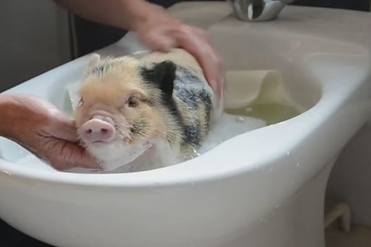 Mielos maudynės: mažytis paršiukas ramiai turškėsi vonioje
