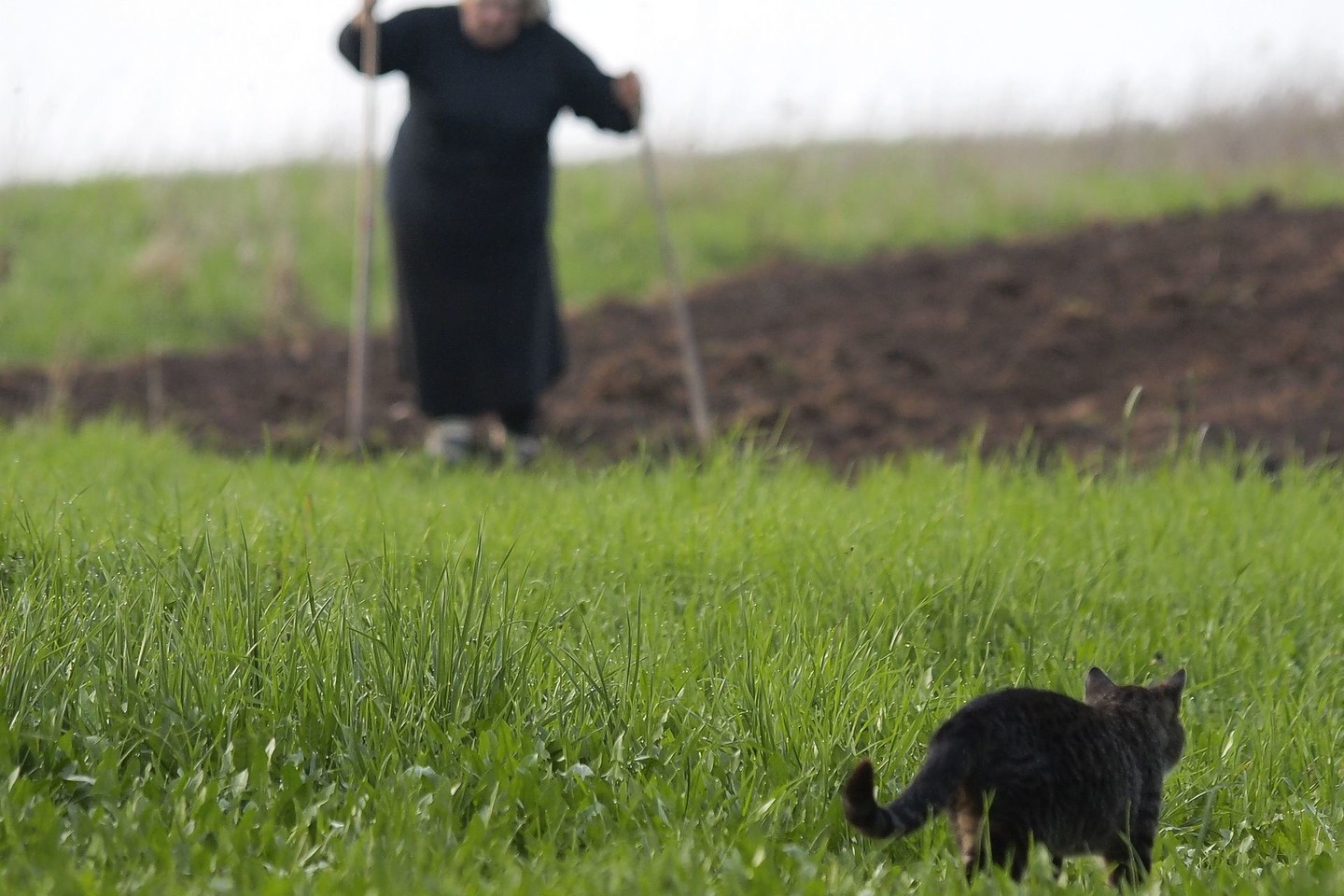 Vieną pavasarį atsitiko taip, kad sunkiai vaikščiodama ji griuvo, atgulė į patalą ir jau nebeatsikėlė.