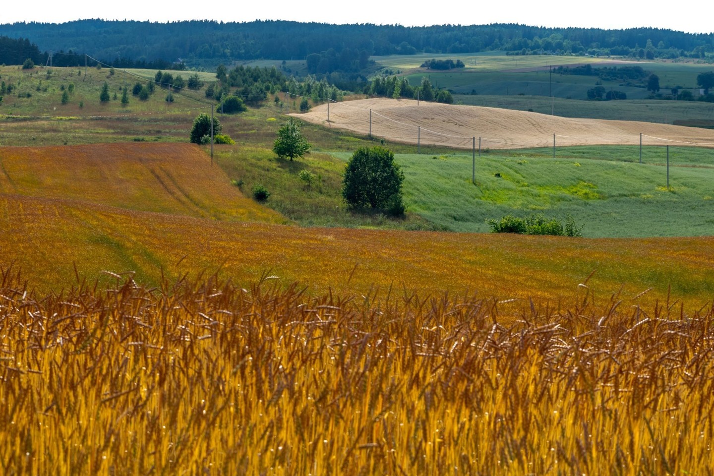 Šiemet javų derlius Lietuvoje bus apie 6 procentais didesnis nei pernai.<br>V.Ščiavinsko nuotr.