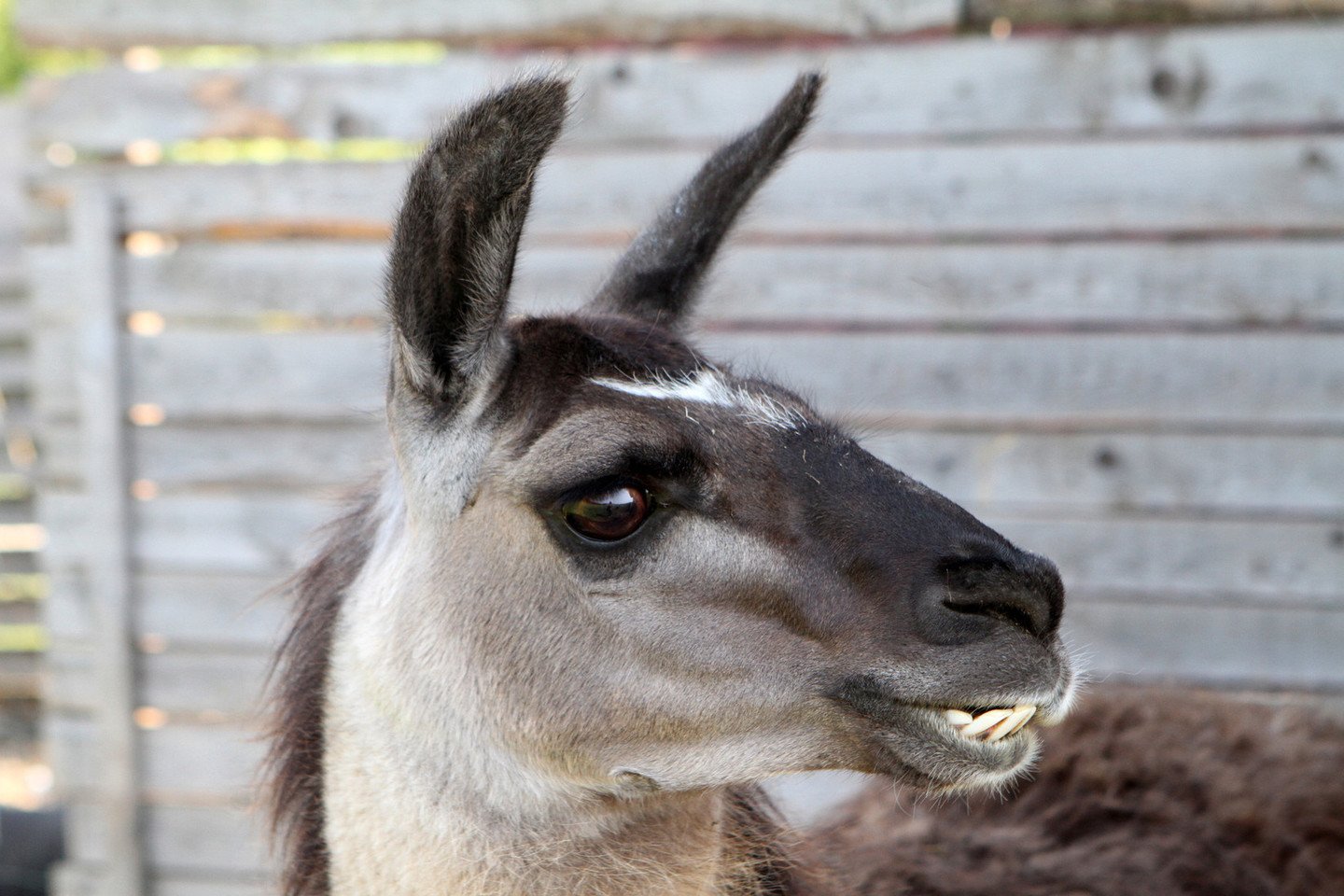 Lietuvio Zoologijos Sode Ganosi Lamos Poniai Kameruno Ozkos