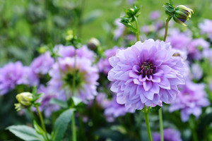 Jaudinantis grožis – iš mažiausiai priežiūros prašančių gėlių