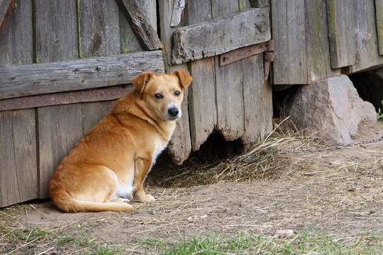 Skuodo r. ugniagesiai gelbėjo į bėdą patekusį šunį
